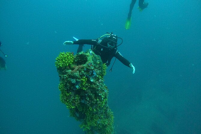 Dubrovnik 1 Dive for Certified Divers - What you might see underwater: marine life and scenery that keeps attention up