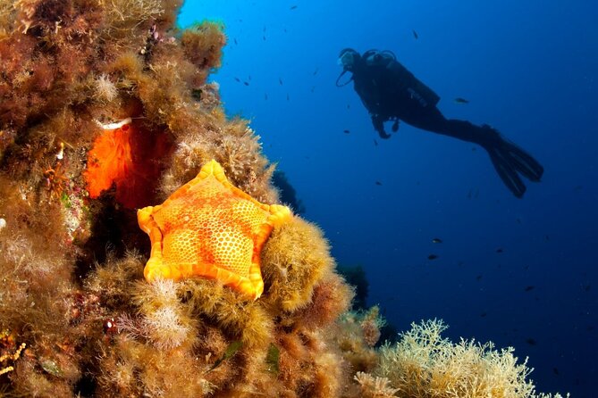 Dubrovnik 1 Dive for Certified Divers - Check-in at Blue Planet: what you do before you go in the water