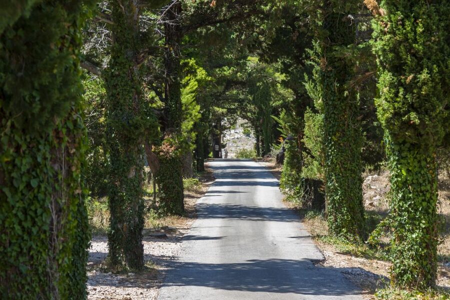 Dubrovnik: Game of Thrones Locations Driving Tour - Trsteno Botanical Garden, Where the King’s Landing Walk Makes Sense
