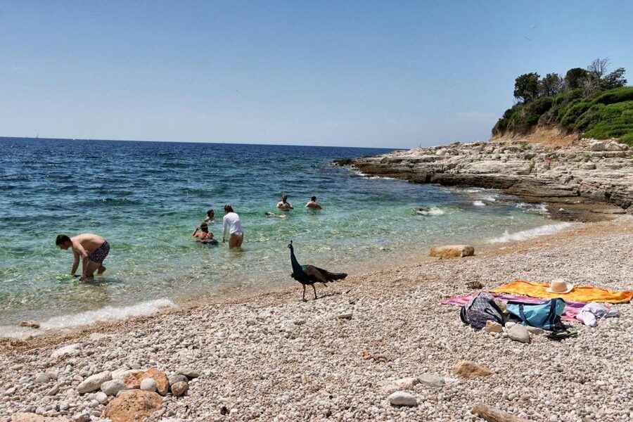 Fazana: Brijuni National Park Scenic Boat Tour - Price and Value: Is $41 Worth It?