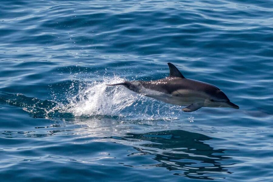 FAŽANA: DOLPHIN SAFARI - Key things that make this dolphin safari work