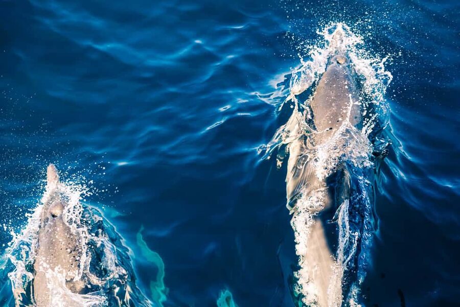 FAŽANA: DOLPHIN SAFARI - Underwater world viewing, not just a dolphin hunt