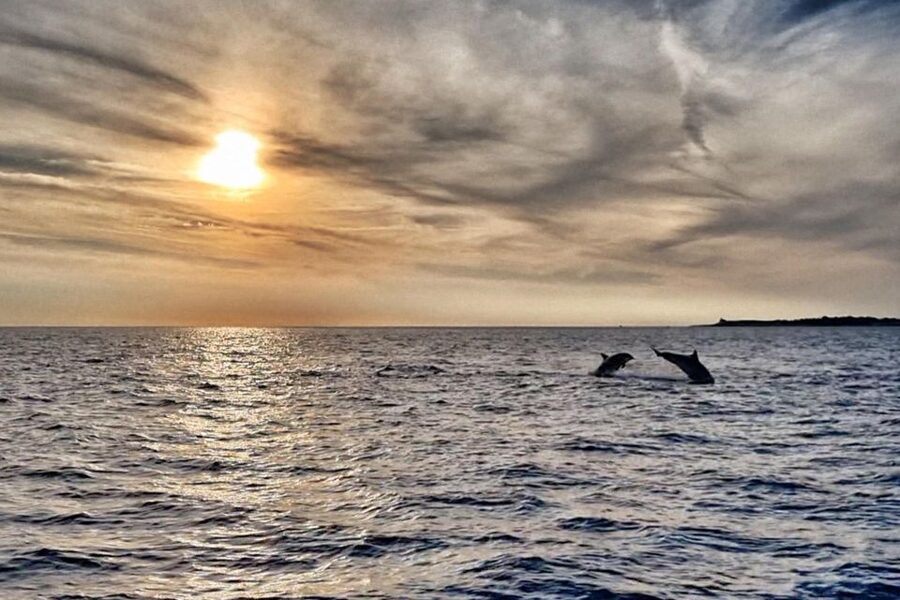 Fazana: dolphin safari and sightseeing in Brijuni at sunset - Finding the Boat Kristina at Brionska ul. 8 in Fazana