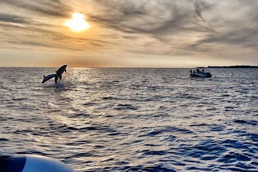 Fazana: dolphin safari and sightseeing in Brijuni at sunset - The Route From Fazana Toward Brijuni National Park (and Why It Starts Moving)