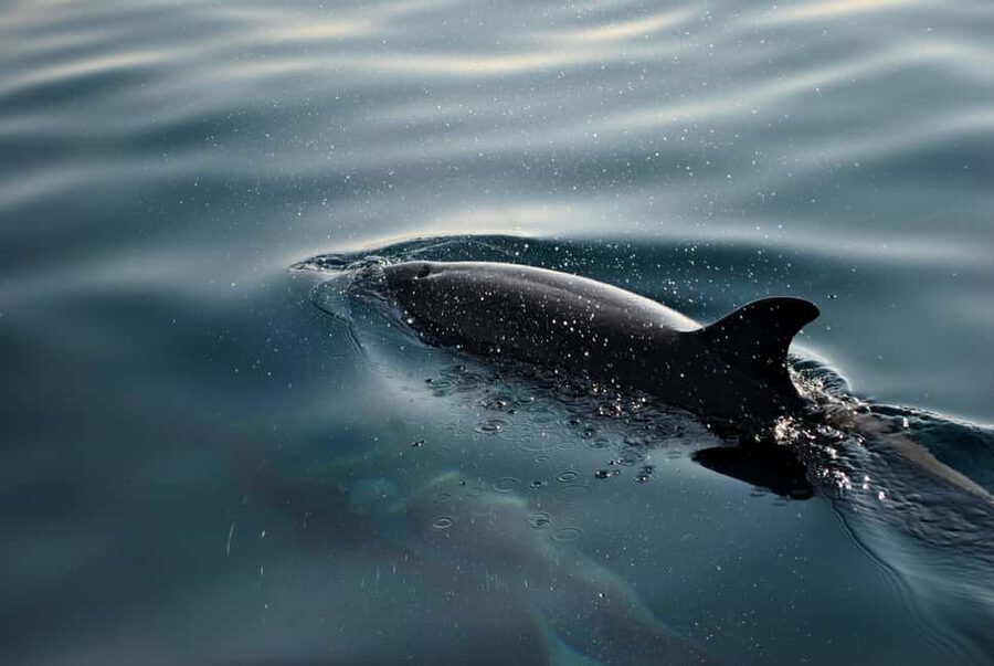 FAŽANA: DOLPHIN SAFARI - What the 2-hour route feels like on the water