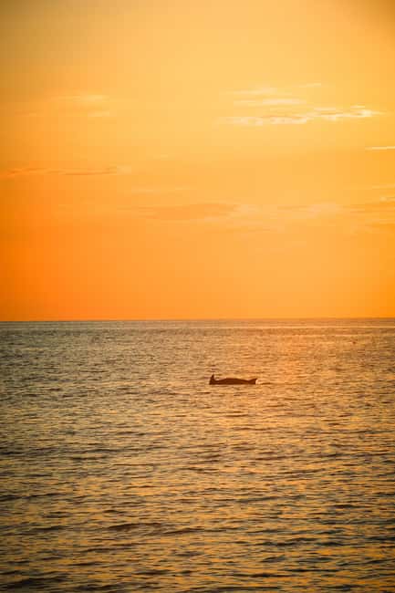Fazana: Dolphin/Sunset Tour - Key points to know before you go