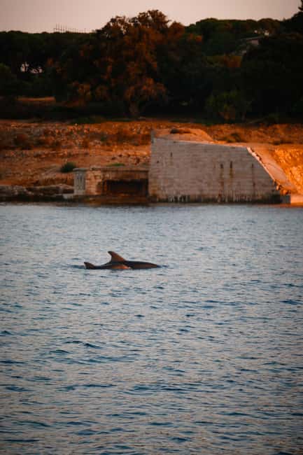 Fazana: Dolphin/Sunset Tour - Fažana Dolphin/Sunset: What You’re Really Paying For