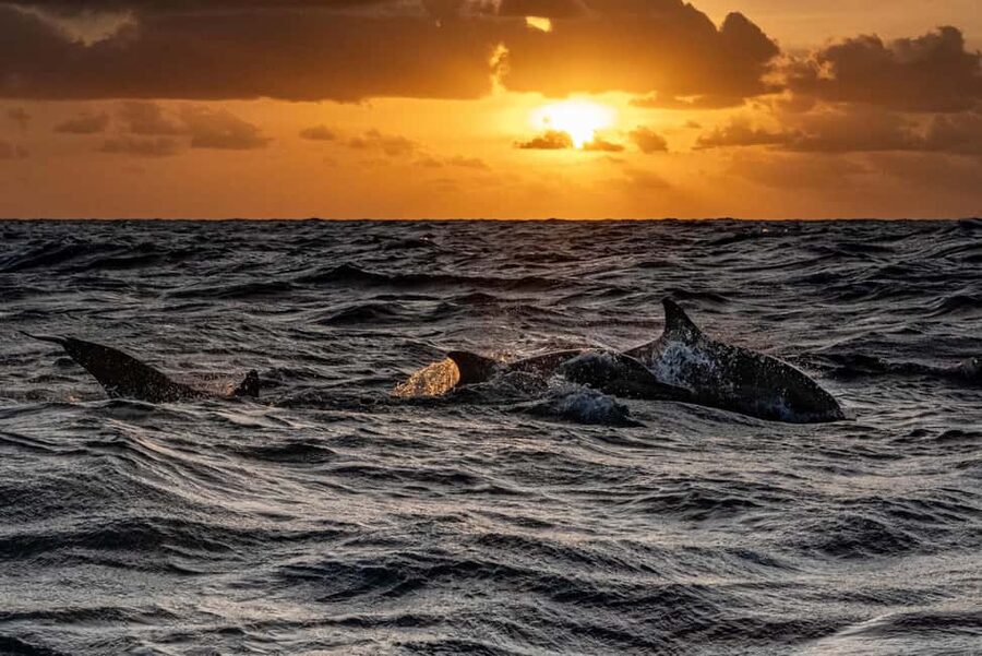Fazana: Eco Friendly Brijuni Dolphins with Dinner & Drinks - Eco Friendly On the Water: How That Impacts Your Dolphin Chances