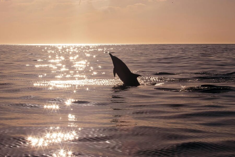 Fazana: Eco Friendly Brijuni Dolphins with Dinner & Drinks - Price and Value for Around $41: Is This a Good Deal?