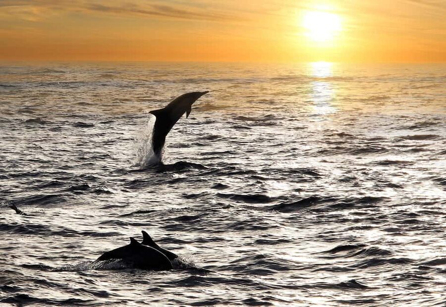 Fazana: Eco Friendly Brijuni Dolphins with Dinner & Drinks - What You Really See: Bottlenose Dolphins in Their Own Pace