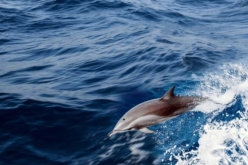FAZANA Koralj DOLPHIN Boat Tour NP Brijuni - Key things I’d highlight before you book