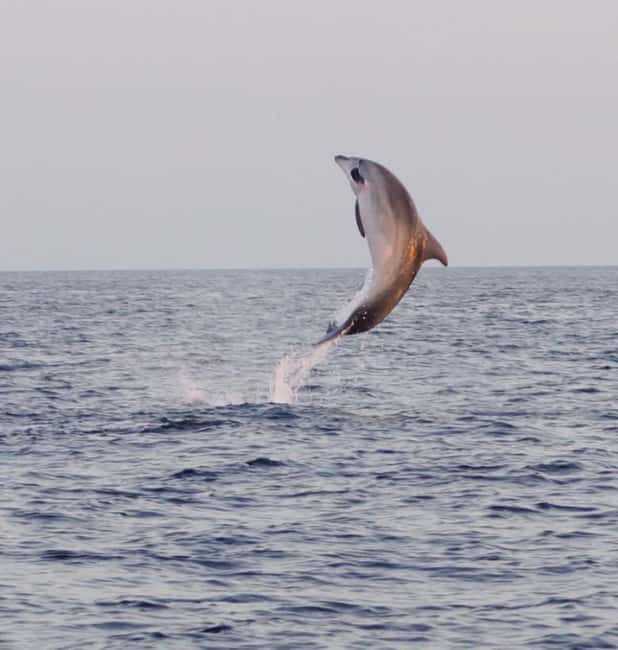 From Fazana: Dolphin watching and snorkeling in Blue Cave - Blue Cave rules in plain language, so you don’t waste expectations