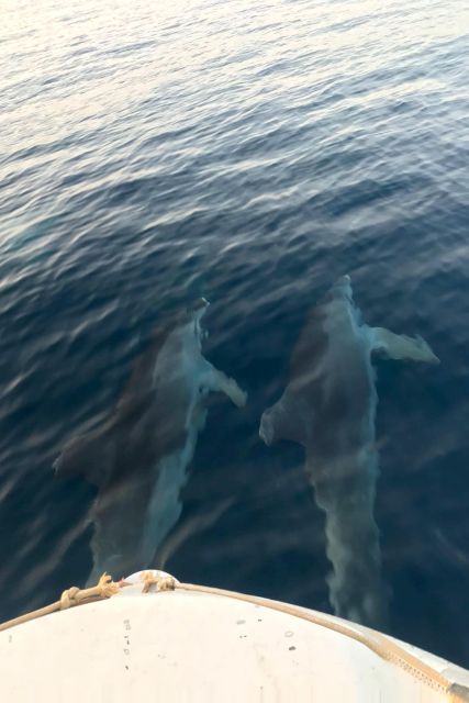 From Fazana: Private sunset dolphin tour - Key things I’d watch for