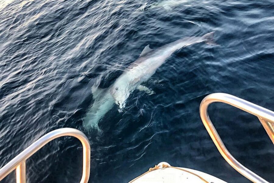 From Fazana: Private sunset dolphin tour - What the 90 minutes actually feels like on the water