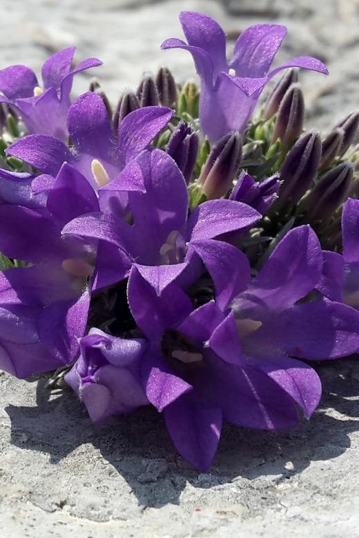 From Makarska: Biokovo Nature Park Guided Tour with Skywalk - Key highlights I’d bet on