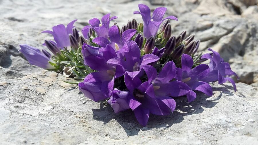 From Makarska: Biokovo Nature Park Guided Tour with Skywalk - Food and drink on the mountain: cake, herbal tea, and brandy tasting