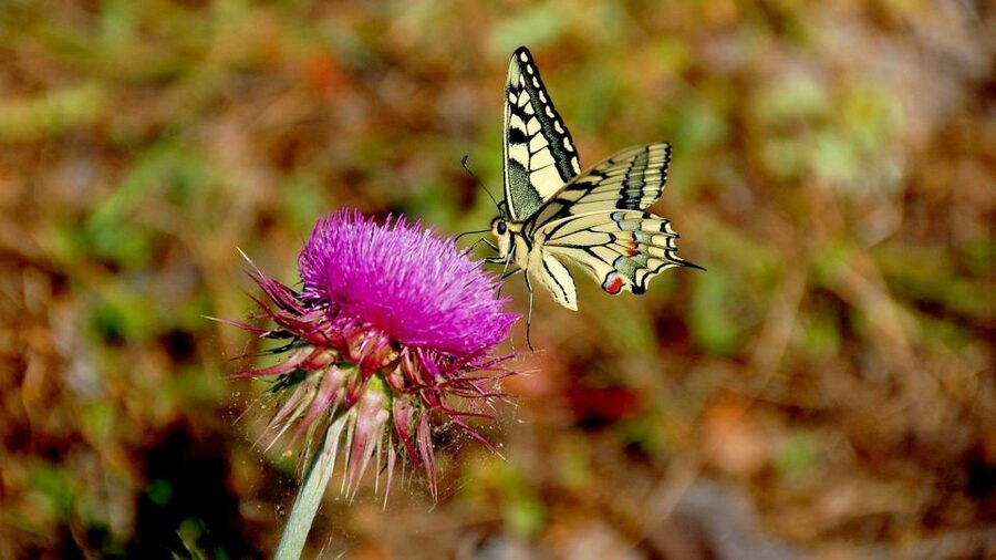 From Makarska: Biokovo Nature Park Guided Tour with Skywalk - What to bring, who it suits, and small realities to plan for
