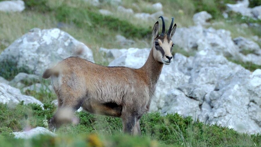 From Makarska: Biokovo Nature Park Guided Tour with Skywalk - Getting from Makarska to the park: transfer comfort and real climbing views