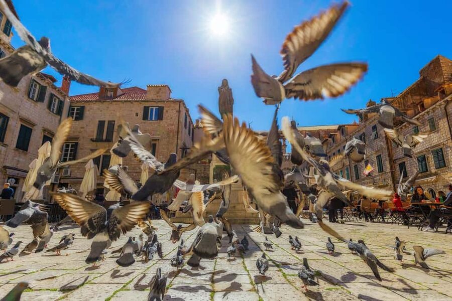 From Makarska Riviera : Dubrovnik Small Group Tour - Small details that can make or break your day