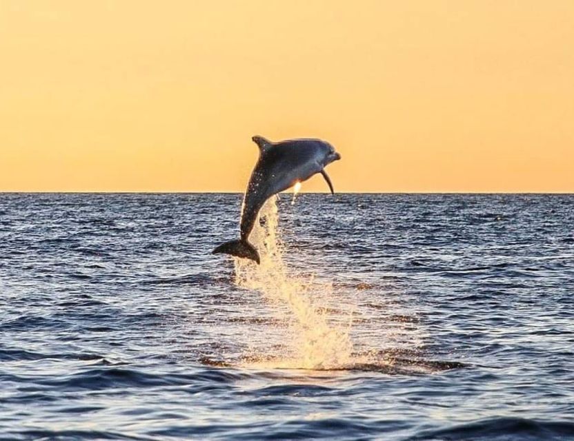 From Poreč: Evening Dolphin Cruise with Welcome Drink - Where You Meet the Boat in Poreč (and What to Look For)