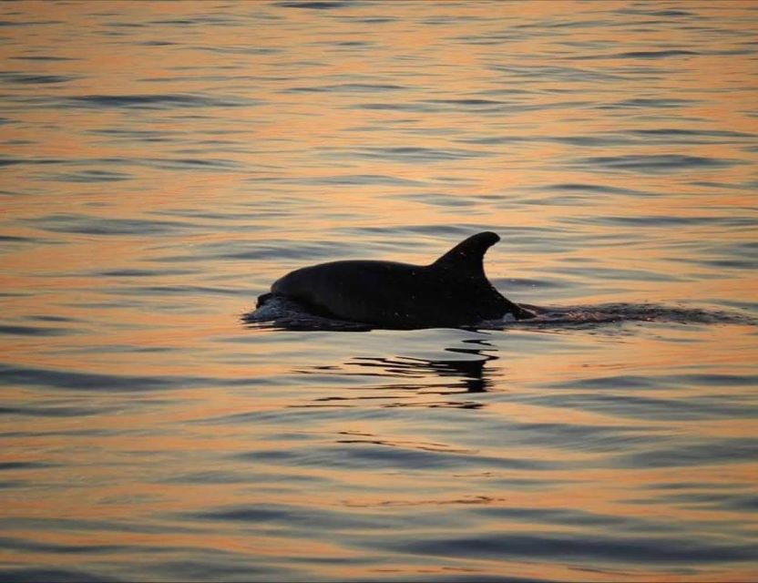 From Poreč: Evening Dolphin Cruise with Welcome Drink - The Wooden Boat and Welcome Drink Moment You Actually Care About