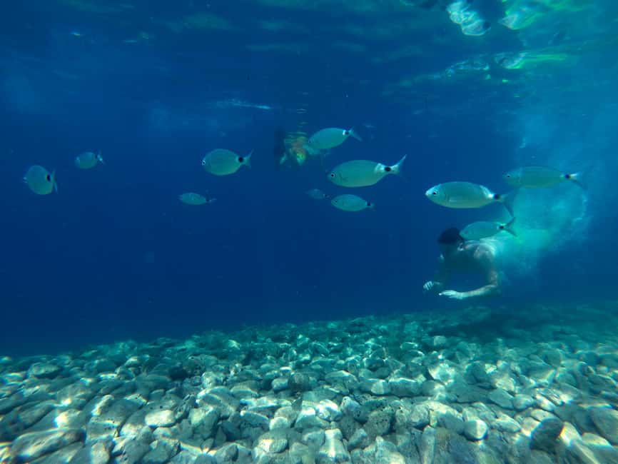From Pula: Half-day NP Brijuni cruise with Lunch & Swimming - Practical tips that make the day smoother