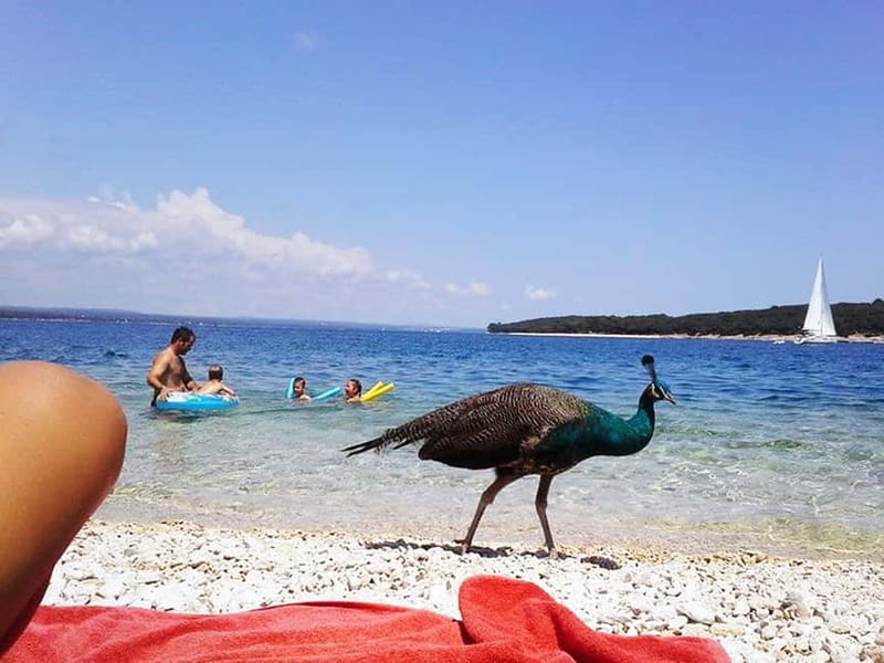 From Pula: Island Stop and National Park Day Cruise - From Pula along Fažana: the cruise portion that sets the tone