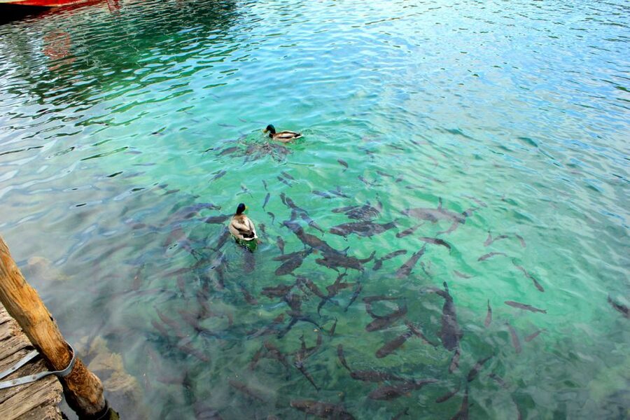 From Split: Plitvice Lakes Fully-Guided Day Tour - Upper Lakes (Gornja Jezera) on foot: the best place to notice the water
