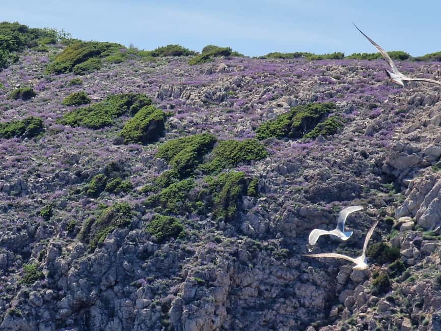 Full day boat-trip Medulin, blue Cave, Cres + dolphin search - Key moments you should care about