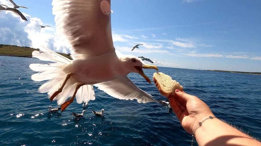 Full day boat-trip Medulin, blue Cave, Cres + dolphin search - Dolphin search on the return: exciting, not guaranteed