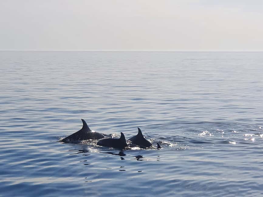 Funtana: Dolphin safari, drinks included - The Boat Ride Around Vrsar and Funtana Islands