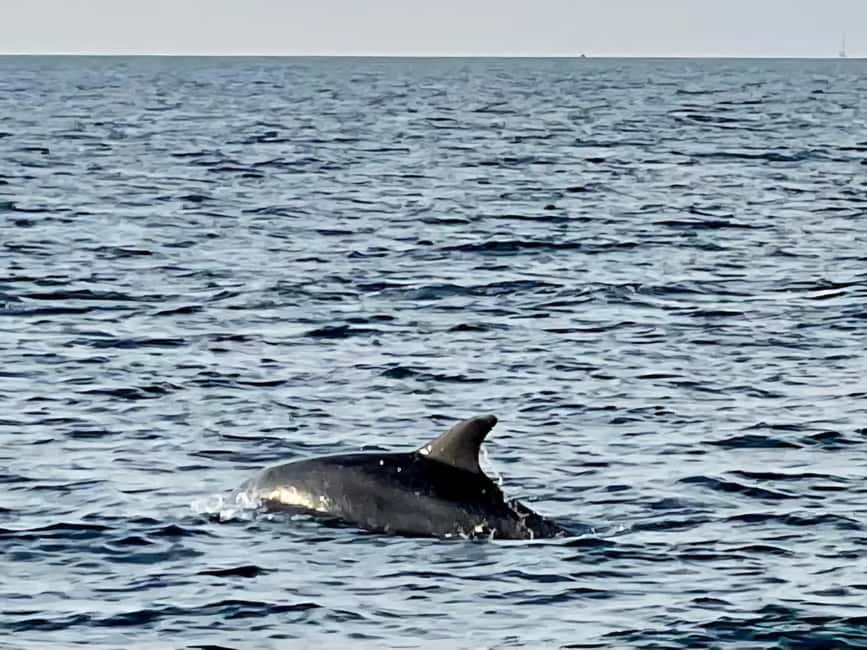 Funtana: Dolphin safari, drinks included - Dolphins at Sunset, Plus When the Captain Repositions