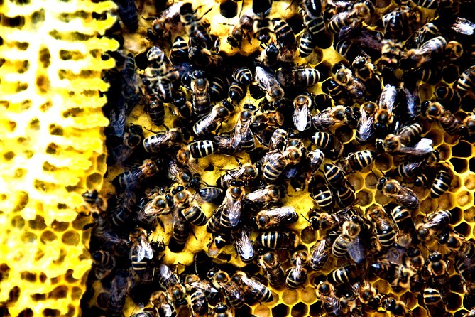 Give Bees a chance! - Arriving at Rogač Port and Setting Yourself Up for an Easy Visit