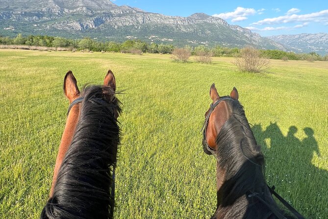 Horseback Riding Experience with transport from Dubrovnik - Safety and Beginner Comfort: Calm Horses and Real Support