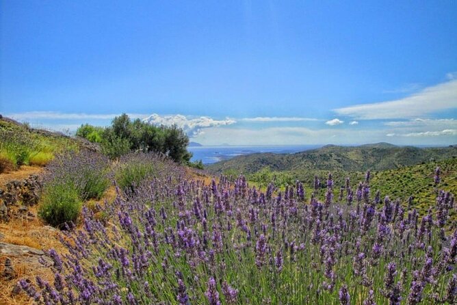 Hvar: Island tour with Wine and Olive Oil Tasting - The Old Road: Villages, Lavender, and Photo Stop Time