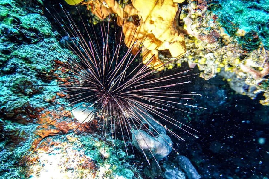 Hvar: Try Dive/Discover Scuba Diving Program - Key highlights to know before you book