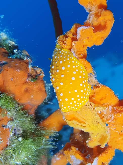 Hvar: Try Dive/Discover Scuba Diving Program - Learning the safety basics, then the first underwater breaths