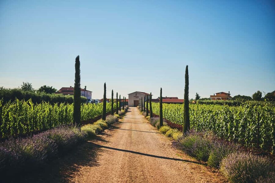 Istria: Pervino wine tasting - Why This Istria Wine Tasting Feels Different Than A Standard Pour