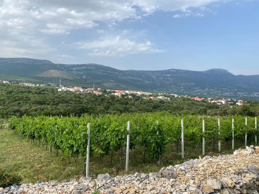 Kastela: Wine & Olive Tasting Tour w/Delicacies & Live Music - Key Highlights You Will Actually Remember