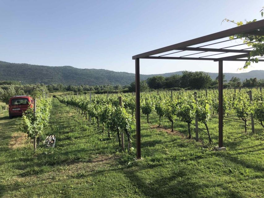 Konavle Valley: Private Half-Day Tour with Wine Tasting - The family winery visit: meeting the wine-maker is the point