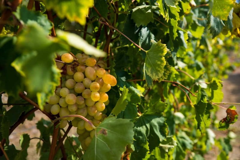 Konavle Valley: Tour with Wine Tasting from Dubrovnik - The tourist train through vineyards: why this part works