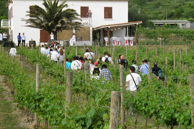 Konavle Valley Wine Tour from Dubrovnik with Train Ride and Wine Tasting - Leaving Dubrovnik by coach: pickup timing and why it matters
