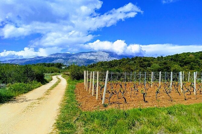 Korcula Bike & Wine Tour | Wine Tasting in Lumbarda - Price and what you get for about $144.31