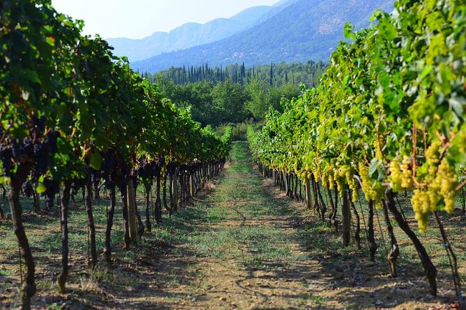 Korčula & Ston: Island Charms, Pelješac Delights & Wine Tasting - The Guide Factor: When Davor Brings the Day to Life