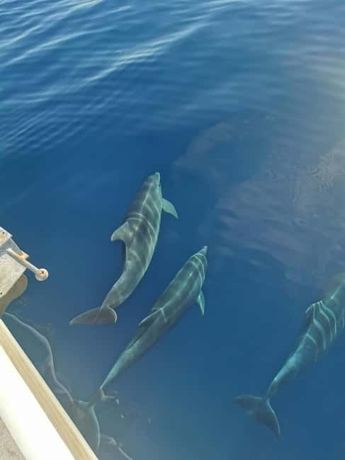 Krk: Golden Bay, Blue Cave, & 4 Islands Cruise - Krk Harbor to Four Islands: What This Cruise Gets You Fast