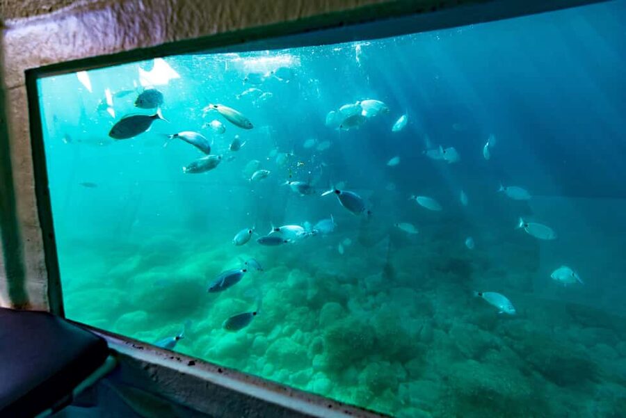Krk: Yellow Semi-Submarine Tour - Day Tour vs Night Tour: Fish Feeding or Strong LED Lights