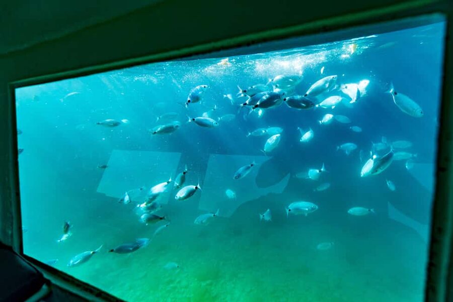 Krk: Yellow Semi-Submarine Tour - Price and Value for a 30-minute Semi-Submarine Tour