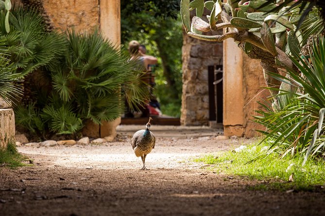 Legendary Game of Thrones & Lokrum Island Tour - Lokrum Island Botanical Gardens, City of Qarth, and the Iron Throne Photo