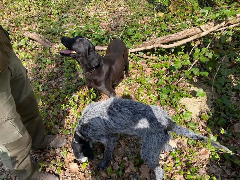 Livade: Guided Truffle Hunting Walking Tour - Key things I found most compelling on this truffle hunt