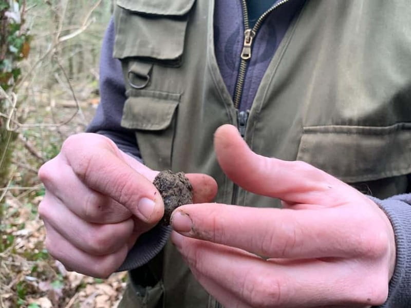 Livade: Guided Truffle Hunting Walking Tour - The heart of the hunt: damp soil, scent signals, and Motovun’s ecosystem